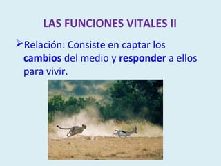 LAS FUNCIONES VITALES II
Relación: Consiste en captar los
 cambios del medio y responder a ellos
 para vivir.
 