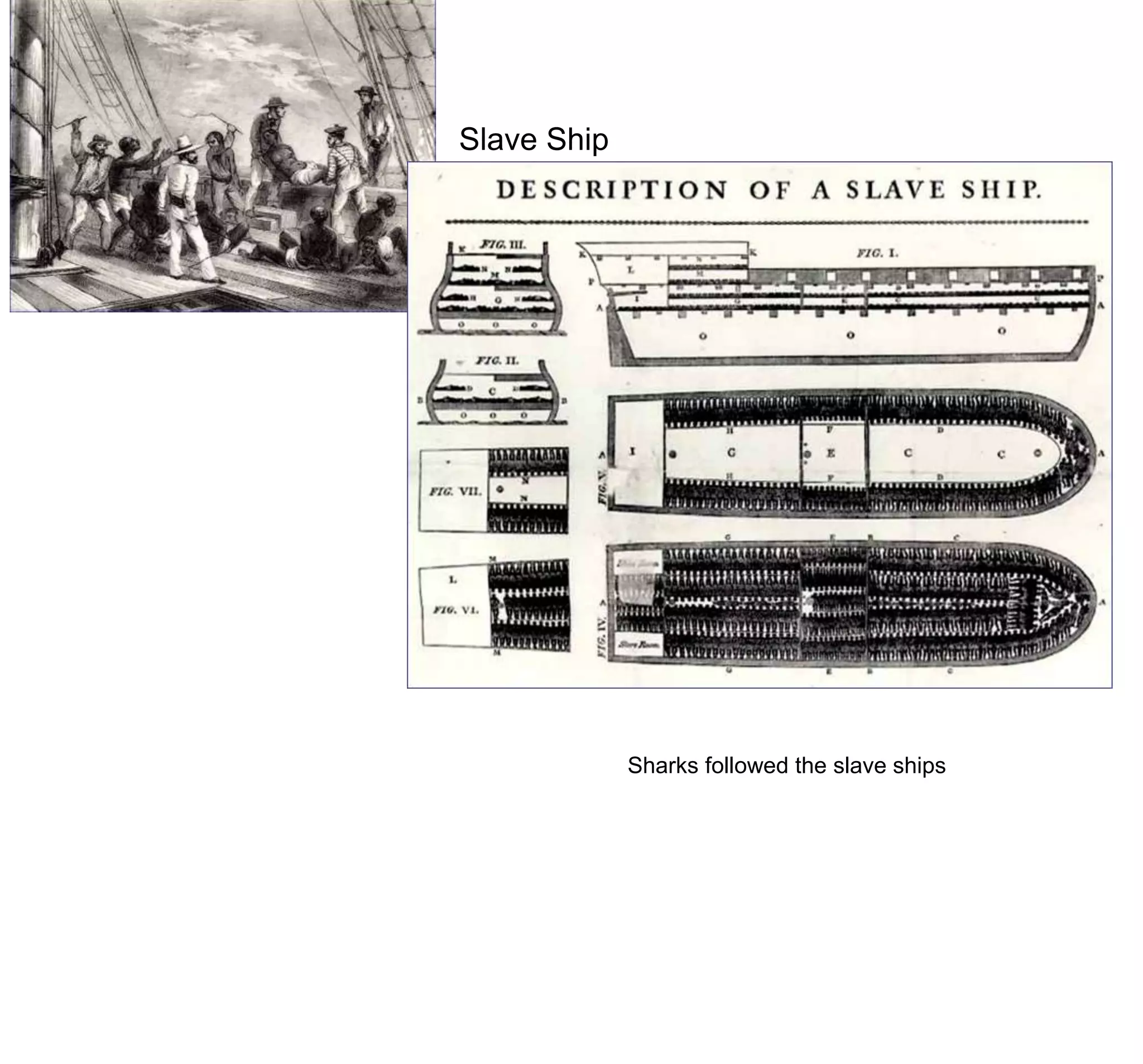 Sharks followed the slave ships
Slave Ship
 