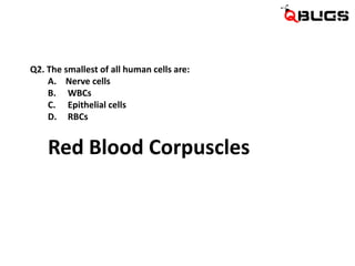 Q2. The smallest of all human cells are:
A. Nerve cells
B. WBCs
C. Epithelial cells
D. RBCs

Red Blood Corpuscles

 