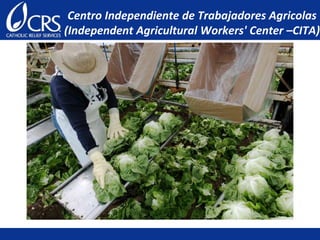 Centro Independiente de Trabajadores Agricolas
(Independent Agricultural Workers' Center –CITA)
 