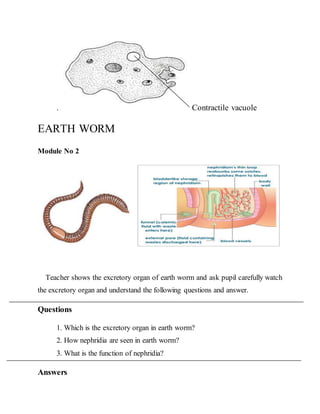 . Contractile vacuole 
EARTH WORM 
Module No 2 
Teacher shows the excretory organ of earth worm and ask pupil carefully watch 
the excretory organ and understand the following questions and answer. 
Questions 
1. Which is the excretory organ in earth worm? 
2. How nephridia are seen in earth worm? 
3. What is the function of nephridia? 
Answers 
 