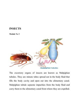 INSECTS 
Module No 3 
The excretory organs of insects are known as Malpighian 
tubules. They are minute tubes spread out in the body fluid that 
fills the body cavity and open out into the alimentary canal. 
Malpighian tubule separate impurities from the body fluid and 
carry them to the alimentary canal from where they are expelled. 
 