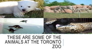 THESE ARE SOME OF THE 
ANIMALS AT THE TORONTO 
ZOO 
 