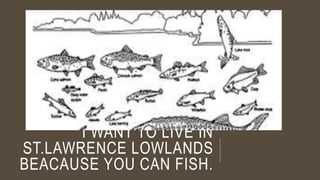 I WANT TO LIVE IN 
ST.LAWRENCE LOWLANDS 
BEACAUSE YOU CAN FISH. 
 