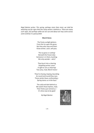 - 14 -
Nigel Beeton writes: This spring, perhaps more than most, we shall be
watching out for signs that this nasty winter is behind us. There are many
such signs, but perhaps while we are out and about we may come across
some activity in a grassy field:
March Hares
The frosty sunlight glistens
From the ice upon the grass;
But they who stop and listen
Know winter, soon, will pass.
The icy grass is rustling!
Beneath the frozen dew
Someone is in there, bustling;
We only wonder – who?
They burst into a clearing
Dispelling winter cares!
A sight to set us cheering!
Two zany, mad, March hares!
They’re chasing, leaping, bounding
As round and round they race;
Those winter blues confounding –
Spring stares us in the face!
The cold and dark behind us
We watch those lepines, mad;
Their frolics just remind us –
It’s time now to be glad!
By Nigel Beeton
 