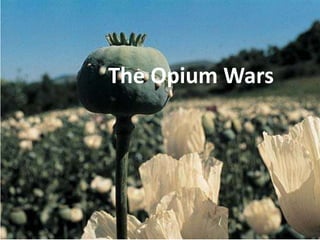The Opium Wars 
P 
 