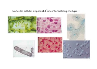 Toutes	
  les	
  cellules	
  disposent	
  d’une	
  informa6on	
  géné6que.	
  	
  
 