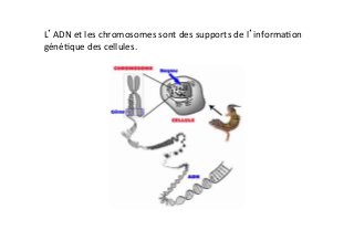 L’ADN	
  et	
  les	
  chromosomes	
  sont	
  des	
  supports	
  de	
  l’informa6on	
  
géné6que	
  des	
  cellules.	
  	
  
 