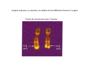  	
  
9°paire	
  de	
  chromosome	
  chez	
  l’Homme	
  
Un	
  gène	
  code	
  pour	
  un	
  caractère	
  ;	
  les	
  allèles	
  sont	
  les	
  diﬀérentes	
  formes	
  d’un	
  gène	
  
 