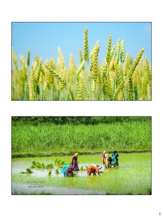 St 4 green revolution & land reforms pakistan economy | PDF