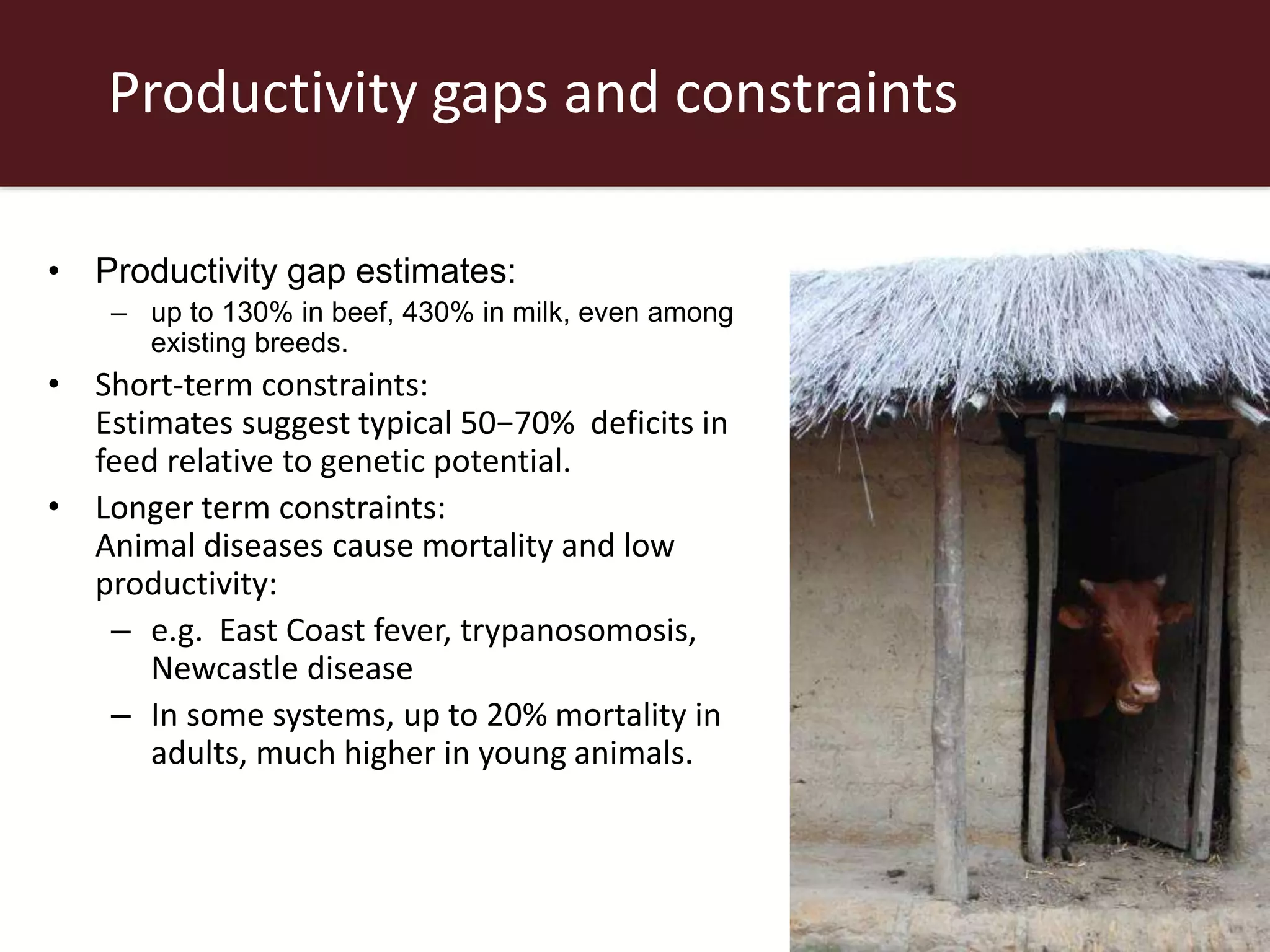 Productivity gaps and constraints
• Productivity gap estimates:
– up to 130% in beef, 430% in milk, even among
existing breeds.
• Short-term constraints:
Estimates suggest typical 50−70% deficits in
feed relative to genetic potential.
• Longer term constraints:
Animal diseases cause mortality and low
productivity:
– e.g. East Coast fever, trypanosomosis,
Newcastle disease
– In some systems, up to 20% mortality in
adults, much higher in young animals.
 