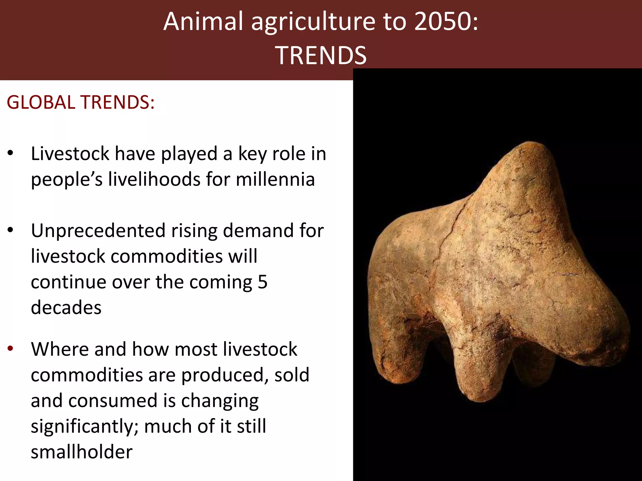 Animal agriculture to 2050:
TRENDS
GLOBAL TRENDS:
• Livestock have played a key role in
people’s livelihoods for millennia
• Unprecedented rising demand for
livestock commodities will
continue over the coming 5
decades
• Where and how most livestock
commodities are produced, sold
and consumed is changing
significantly; much of it still
smallholder
 