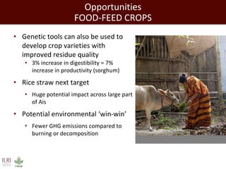 Ensuring livestock livelihoods and animal source food security