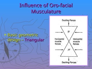 Influence of Oro-facial
Influence of Oro-facial
Musculature
Musculature
►Basic geometric
Basic geometric
design –
design – Triangular
Triangular
 