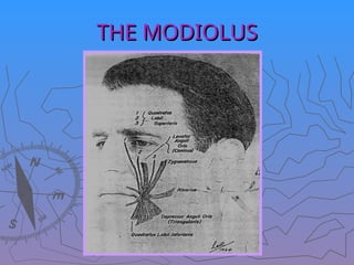 THE MODIOLUS
THE MODIOLUS
 