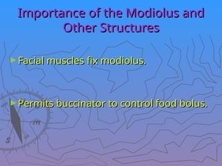 Importance of the Modiolus and
Importance of the Modiolus and
Other Structures
Other Structures
►Facial muscles fix modiolus.
Facial muscles fix modiolus.
►Permits buccinator to control food bolus.
Permits buccinator to control food bolus.
 