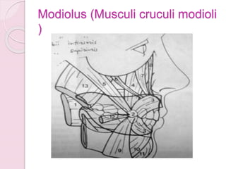 Modiolus (Musculi cruculi modioli
)
 