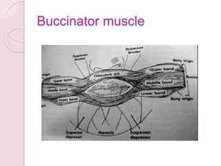 Buccinator muscle
 