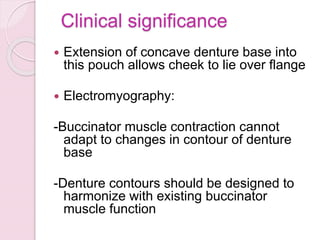 Clinical significance
 Extension of concave denture base into
this pouch allows cheek to lie over flange
 Electromyography:
-Buccinator muscle contraction cannot
adapt to changes in contour of denture
base
-Denture contours should be designed to
harmonize with existing buccinator
muscle function
 