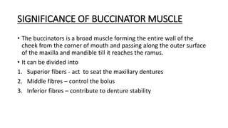 SIGNIFICANCE OF BUCCINATOR MUSCLE
• The buccinators is a broad muscle forming the entire wall of the
cheek from the corner of mouth and passing along the outer surface
of the maxilla and mandible till it reaches the ramus.
• It can be divided into
1. Superior fibers - act to seat the maxillary dentures
2. Middle fibres – control the bolus
3. Inferior fibres – contribute to denture stability
 