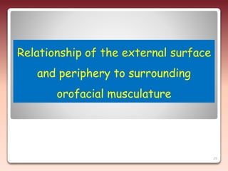 Relationship of the external surface
and periphery to surrounding
orofacial musculature
29
 