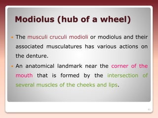 Modiolus (hub of a wheel)
 The musculi cruculi modioli or modiolus and their
associated musculatures has various actions on
the denture.
 An anatomical landmark near the corner of the
mouth that is formed by the intersection of
several muscles of the cheeks and lips.
41
 