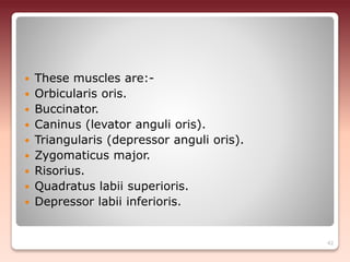  These muscles are:-
 Orbicularis oris.
 Buccinator.
 Caninus (levator anguli oris).
 Triangularis (depressor anguli oris).
 Zygomaticus major.
 Risorius.
 Quadratus labii superioris.
 Depressor labii inferioris.
42
 