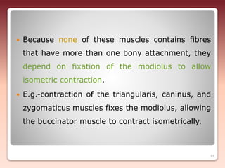  Because none of these muscles contains fibres
that have more than one bony attachment, they
depend on fixation of the modiolus to allow
isometric contraction.
 E.g.-contraction of the triangularis, caninus, and
zygomaticus muscles fixes the modiolus, allowing
the buccinator muscle to contract isometrically.
44
 