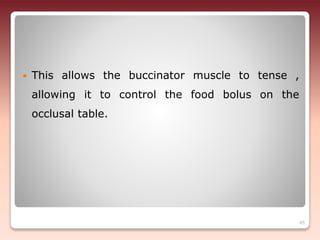  This allows the buccinator muscle to tense ,
allowing it to control the food bolus on the
occlusal table.
45
 