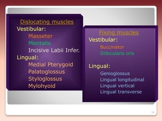 54
Dislocating muscles
Vestibular:
Masseter
Mentalis
Incisive Labii Infer.
Lingual:
Medial Pterygoid
Palatoglossus
Styloglossus
Mylohyoid
Fixing muscles
Vestibular:
Buccinator
Orbicularis oris
Lingual:
Genioglossus
Lingual longitudinal
Lingual vertical
Lingual transverse
 