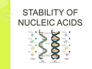 STABILITY OF
NUCLEIC ACIDS
 