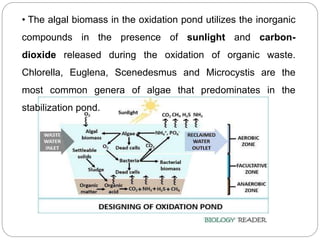 • The algal biomass in the oxidation pond utilizes the inorganic
compounds in the presence of sunlight and carbon-
dioxide released during the oxidation of organic waste.
Chlorella, Euglena, Scenedesmus and Microcystis are the
most common genera of algae that predominates in the
stabilization pond.
 