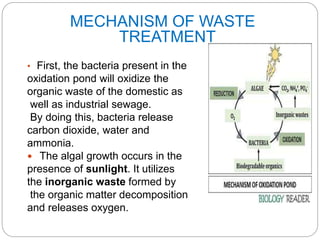 MECHANISM OF WASTE
TREATMENT
• First, the bacteria present in the
oxidation pond will oxidize the
organic waste of the domestic as
well as industrial sewage.
By doing this, bacteria release
carbon dioxide, water and
ammonia.
 The algal growth occurs in the
presence of sunlight. It utilizes
the inorganic waste formed by
the organic matter decomposition
and releases oxygen.
 