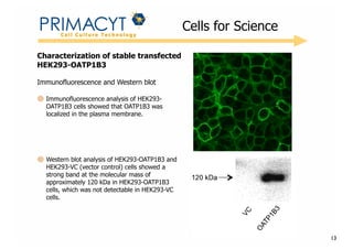 !

Cells for Science

Characterization of stable transfected
HEK293-OATP1B3
Immunofluorescence and Western blot
Immunofluorescence analysis of HEK293OATP1B3 cells showed that OATP1B3 was
localized in the plasma membrane.

Western blot analysis of HEK293-OATP1B3 and
HEK293-VC (vector control) cells showed a
strong band at the molecular mass of
approximately 120 kDa in HEK293-OATP1B3
cells, which was not detectable in HEK293-VC
cells.

13

 