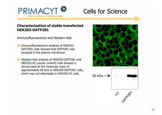 !

Cells for Science

Characterization of stable transfected
HEK293-OATP2B1
Immunofluorescence and Western blot
Immunofluorescence analysis of HEK293OATP2B1 cells showed that OATP2B1 was
localized in the plasma membrane.
Western blot analysis of HEK293-OATP2B1 and
HEK293-VC (vector control) cells showed a
strong band at the molecular mass of
approximately 85 kDa in HEK293-OATP2B1 cells,
which was not detectable in HEK293-VC cells.

17

 