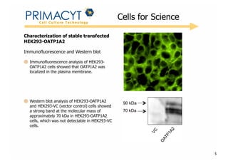 !

Cells for Science

Characterization of stable transfected
HEK293-OATP1A2
Immunofluorescence and Western blot
Immunofluorescence analysis of HEK293OATP1A2 cells showed that OATP1A2 was
localized in the plasma membrane.

!
Western blot analysis of HEK293-OATP1A2
and HEK293-VC (vector control) cells showed
a strong band at the molecular mass of
approximately 70 kDa in HEK293-OATP1A2
cells, which was not detectable in HEK293-VC
cells.

!

5

 