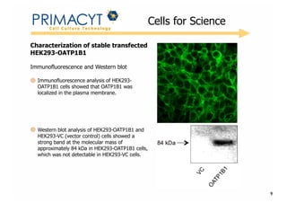 !

Cells for Science

Characterization of stable transfected
HEK293-OATP1B1
Immunofluorescence and Western blot
Immunofluorescence analysis of HEK293OATP1B1 cells showed that OATP1B1 was
localized in the plasma membrane.

Western blot analysis of HEK293-OATP1B1 and
HEK293-VC (vector control) cells showed a
strong band at the molecular mass of
approximately 84 kDa in HEK293-OATP1B1 cells,
which was not detectable in HEK293-VC cells.

9

 