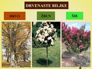 DRVENASTE BILJKE
DRVO ŽBUN ŠIB
 