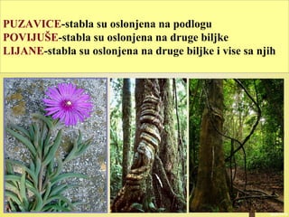 PUZAVICE-stabla su oslonjena na podlogu
POVIJUŠE-stabla su oslonjena na druge biljke
LIJANE-stabla su oslonjena na druge biljke i vise sa njih
 