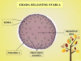 GRAĐA ZELJASTOG STABLA
POKORICA
KORA
PROVODNI
SNOPIĆI
SREDIŠNJI
DEO
 