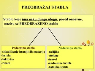 PREOBRAŽAJ STABLA
Stablo koje ima neku drugu ulogu, pored osnovne,
naziva se PREOBRAŽENO stablo
Podzemna stabla
-skladištenje hranljivih materija
-krtola
-lukovica
-rizom
Nadzemna stabla
-rašljike
-stolone
-trnovi
-nadzemne krtole
-listolika stabla
 