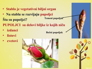 Stablo je vegetativni biljni organ
Na stablu se razvijaju pupoljci
Šta su pupoljci?
PUPOLJCI su delovi biljke iz kojih niču
izdanci
listovi
cvetovi
Temeni pupoljak
Bočni pupoljak
 