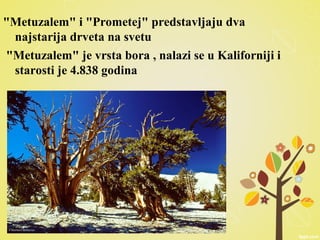 "Metuzalem" i "Prometej" predstavljaju dva
najstarija drveta na svetu
"Metuzalem" je vrsta bora , nalazi se u Kaliforniji i
starosti je 4.838 godina
 