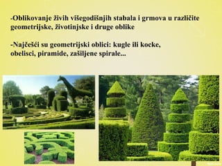 -Oblikovanje živih višegodišnjih stabala i grmova u različite
geometrijske, životinjske i druge oblike
-Najčešći su geometrijski oblici: kugle ili kocke,
obelisci, piramide, zašiljene spirale...
 