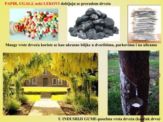 PAPIR, UGALJ, neki LEKOVI dobijaju se preradom drveta
U INDUSRIJI GUME-posebna vrsta drveta (kaučuk drvo)
Mnoge vrste drveća koriste se kao ukrasne biljke u dvorištima, parkovima i na ulicama
 