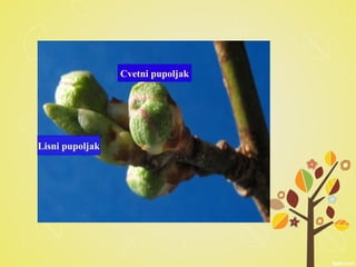 Cvetni pupoljak
Lisni pupoljak
 