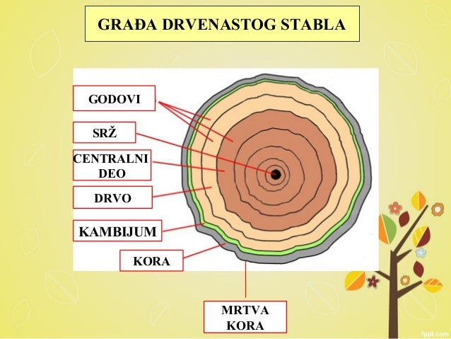 Stablo