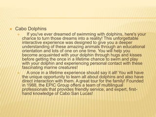  Cabo Dolphins
 If you've ever dreamed of swimming with dolphins, here's your
chance to turn those dreams into a reality! This unforgettable
interactive experience was designed to give you a deeper
understanding of these amazing animals through an educational
orientation and lots of one on one time. You will help you
become acquainted with your dolphin through hugs and kisses
before getting the once in a lifetime chance to swim and play
with your dolphin and experiencing personal contact with these
fascinating marine creatures!
 A once in a lifetime experience should say it all! You will have
the unique opportunity to learn all about dolphins and also have
direct interaction with them. A great tour for the family! Founded
in 1988, the EPIC Group offers a team of multilingual
professionals that provides friendly service, and expert, first-
hand knowledge of Cabo San Lucas!
 