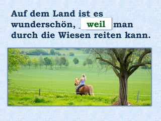 Auf dem Land ist es
wunderschön, ________ man
durch die Wiesen reiten kann.
weilweil
 