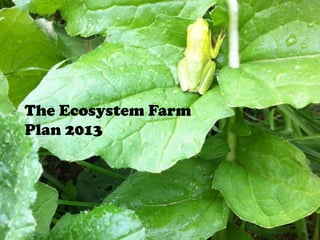 The Ecosystem Farm
Plan 2013
 